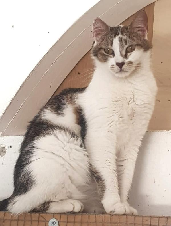 Nicole, giovane gattina (del 2023) Foto 2